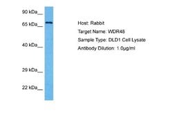UAF1/WDR48 Rabbit anti-Human, Polyclonal, Novus Biologicals 0.1 mL | Buy Online | Novus Biologicals | Fisher Scientific